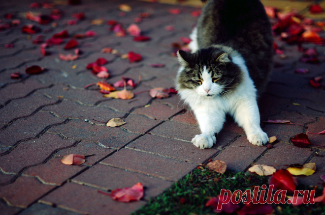 225564-animals-695.jpg (2048×1360)