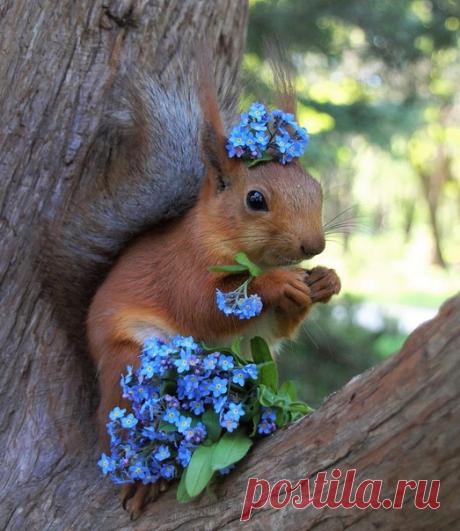 Лесная Красотка