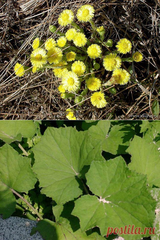 Мать-и-мачеха расцветает, в медицине помогает / Будьте здоровы