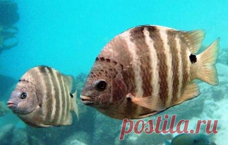 Чернополосый aбудефдуф, Abudefduf sordidus (Лат.)
Размеры 14 - 22 см 
Глубина 0 - 3 М 
    Этот абудефдуф встречается в Красном море. Нередко эту рыбу можно увидеть на внутреннем или внешнем крае рифа, подверженном несильному волнению. Это вид с ярко выраженным территориальным поведением, держится поодиночке или парами, изредка образует небольшие группы. Питается водорослями и донными беспозвоночными.