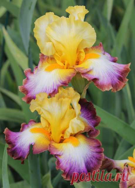 TB Iris germanica 'Rainbow High' (Keppel, 2008)  |  Найдено на сайте allthingsplants.com.