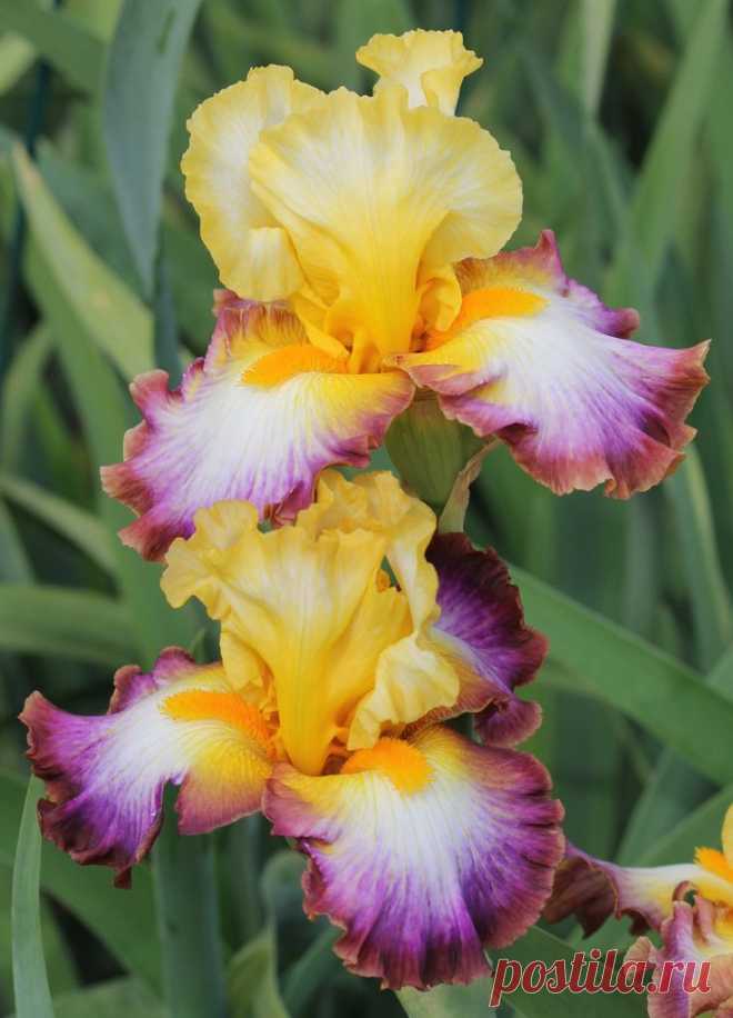 TB Iris germanica 'Rainbow High' (Keppel, 2008)  |  Найдено на сайте allthingsplants.com.