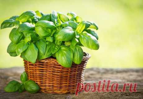 Многоликий базилик — на кухне, в цветнике и в аптечке. Сорта использование и уход