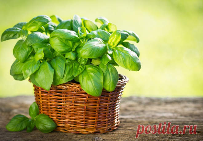 Многоликий базилик — на кухне, в цветнике и в аптечке. Сорта использование и уход