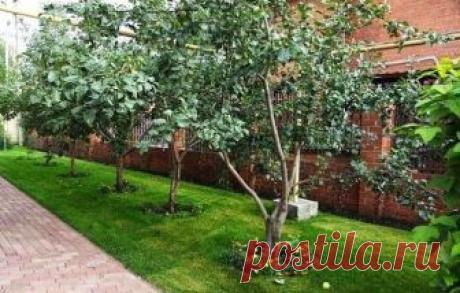 ВСЕМ, У КОГО ДАЧА ИЛИ ЧАСТНЫЙ ДОМ, НАДО ЗНАТЬ! ЕСЛИ СОСЕДИ ВНЕЗАПНО НАЧИНАЮТ… — Копилочка полезных советов