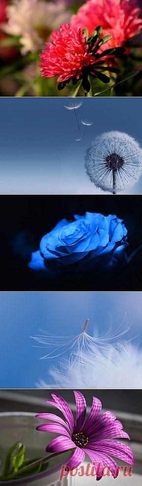 Картинки цветов