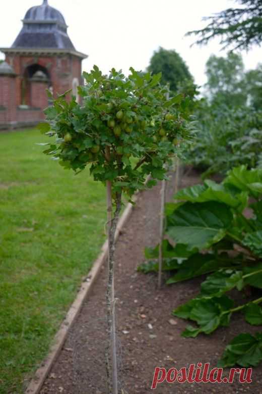Выращивание крыжовника и красной смородины на штамбе.

Крыжовник, красная смородина — ягодные кустарники. Чтобы вырос хороший, здоровый урожай, удобно их выращивать в штамбовой форме. Это красиво и удобно.