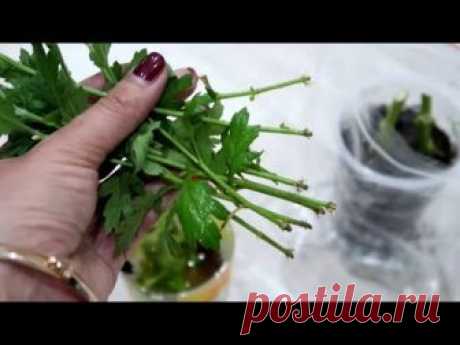 Как укоренить хризантему из букета. 2 простых и эффективных способа.