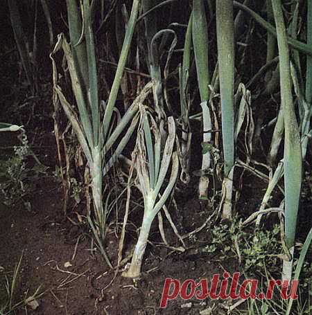 Ложная мучнистая роса на луке.Способы борьбы