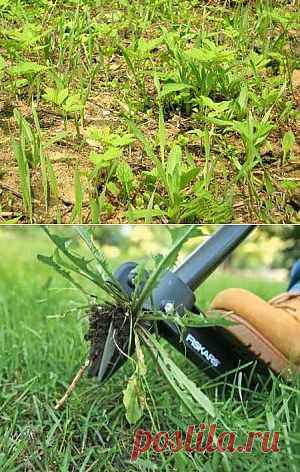 Эффективная борьба с сорняками | Дача - впрок