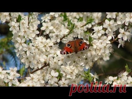 WIOSENNY SPACER.....Secret Garden- Belonging....SPRING WALK.