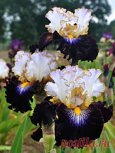 Tall Bearded Iris Society   |  Pinterest • Всемирный каталог идей