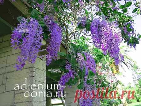 Petrea VOLUBILIS (Петрея): купить 2 семени c доставкой почтой 🌸 Адениум дома