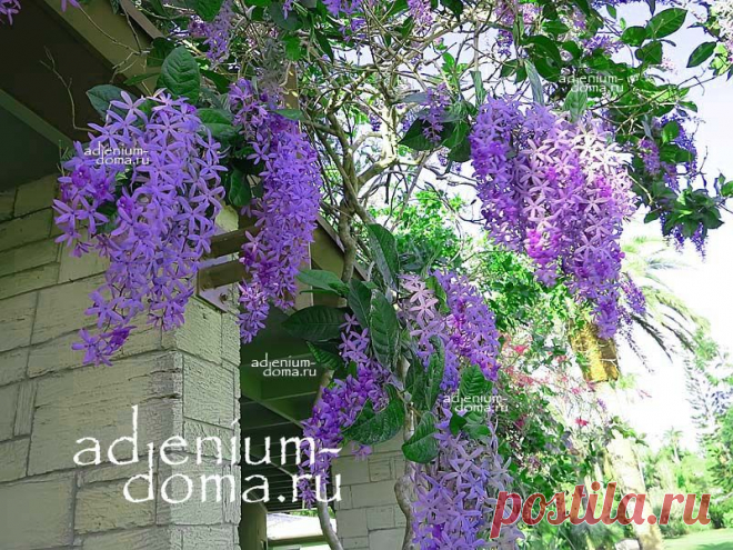 Petrea VOLUBILIS (Петрея): купить 2 семени c доставкой почтой 🌸 Адениум дома