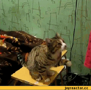 погладь кота :: милота :: гиф анимация (гифки - ПРИКОЛЬНЫЕ gif анимашки) :: котэ (прикольные картинки с кошками) / смешные картинки и другие приколы: комиксы, гиф анимация, видео, лучший интеллектуальный юмор.