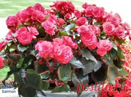 🌿Стимулятор роста для цветов🌿