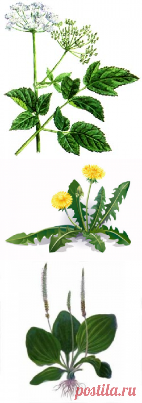 Полезные свойства сорняков | Для дачников.ру