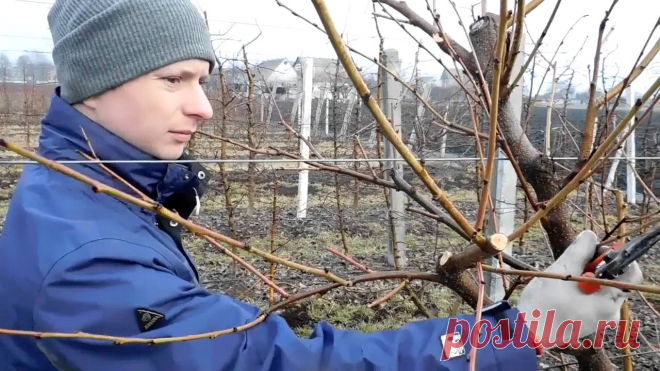 Нужно ли обрезать персиковое дерево? Правила обрезки дерева осенью. Какие инструменты понадобятся? Виды кроны, видеосоветы по обрезке..