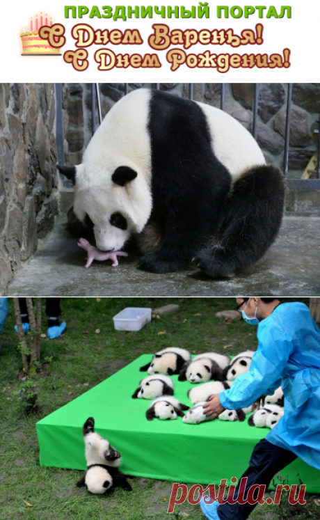 В Китае показали 23 детенышей панды