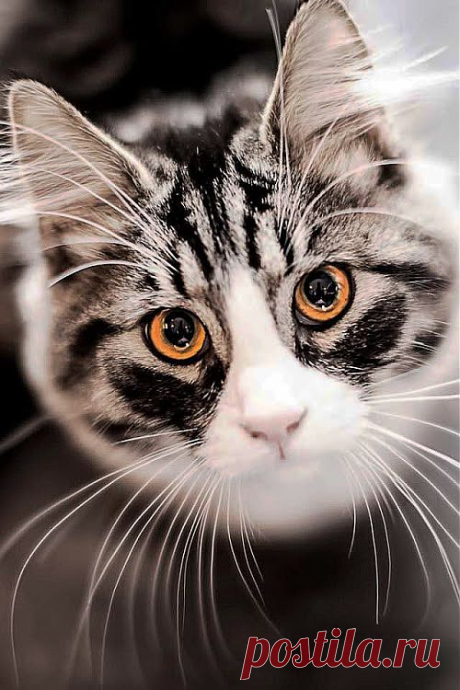 Кот (Котофул комьюнити): - cherepaschuk@mail.ru - Почта Mail.Ru
