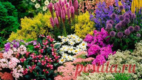 Декоративные многолетние растения для дачи и сада