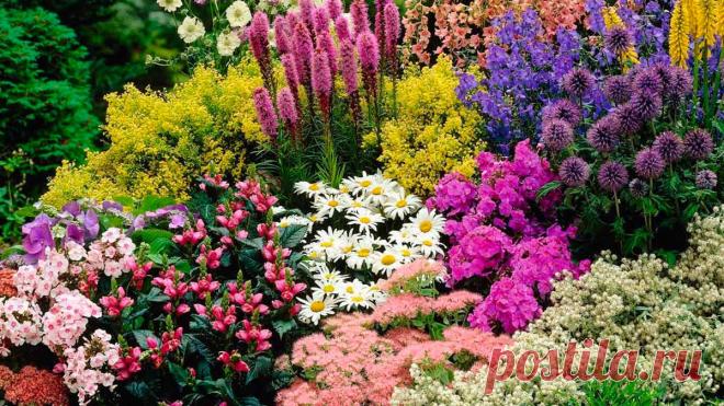 Декоративные многолетние растения для дачи и сада