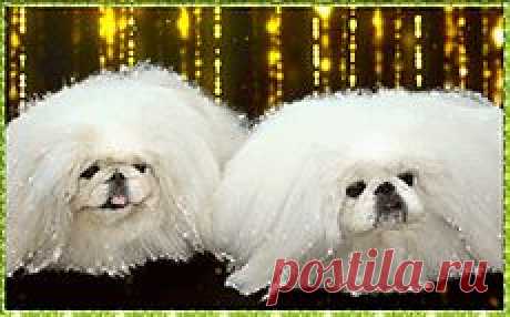 питомник WILFREDO  мои белые  пекинесы.
