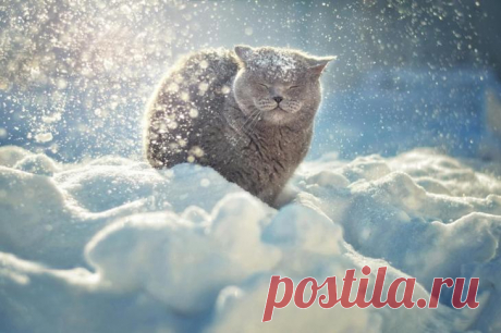 37 фотографий счастливых животных, которые заставят вас улыбнуться