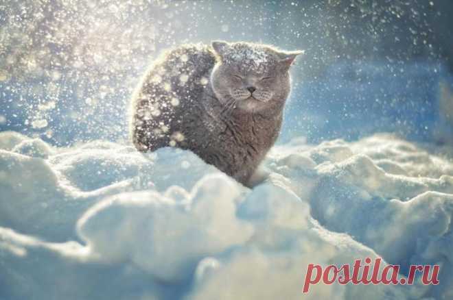 37 фотографий счастливых животных, которые заставят вас улыбнуться