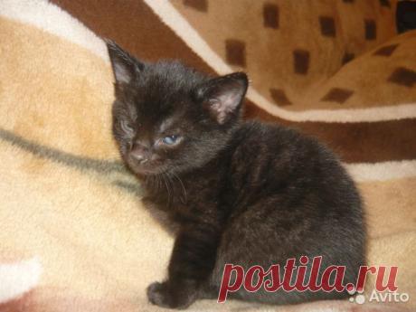 не вредный я!!!
Котята в дар - купить, продать или отдать в Москве на Avito — Объявления на сайте Avito