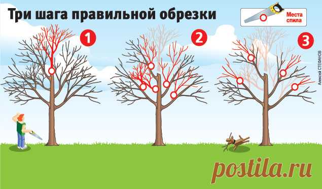 Вторая молодость вашего сада Плодовые деревья дают хороший урожай, когда они молодые. Но начиная с 15-летнего возраста их плоды заметно мельчают, урожайность падает, а сами растения чаще болеют.
Однако вернуть деревьям былую силу…