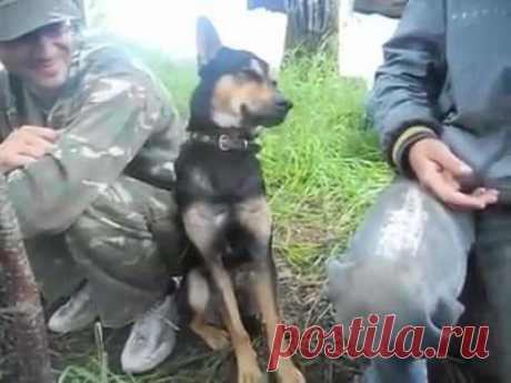 Собака засыпала