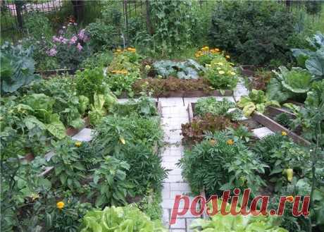 Как и из каких растений создать пряный садик