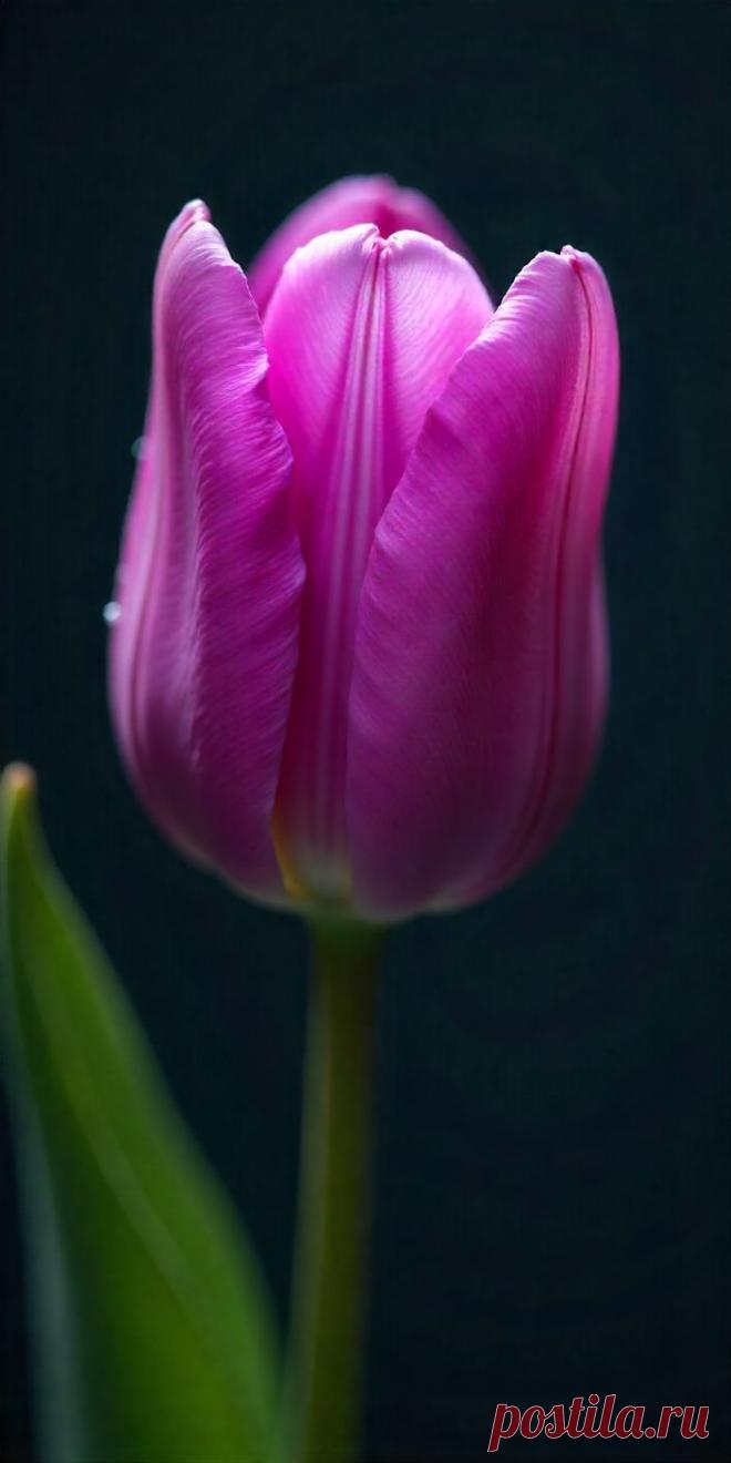 Изображение пина-истории