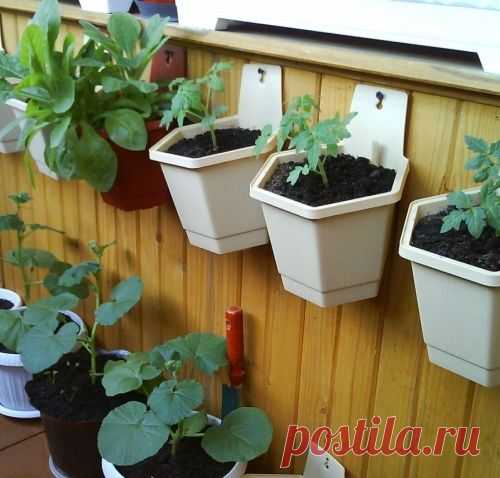 Мини-огород на балконе. Часть 1: Какие культуры можно выращивать в квартире?