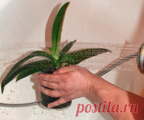 Горячий душ нужен для растений!

Некоторые цветоводы утверждают, что горячий душ - прекрасное средство для улучшения самочувствия ваших любимых питомцев:
1. После нескольких процедур улучшается рост и развитие боковых почек у растений.
2.Помогает избавиться от многих вредителей.
3.Помогает остановить пожелтение и опадение листьев.
4.Старые листья перестают сохнуть, новые начинают появляться.
Перед принятием горячего душа (лучше за час) землю в горшке необходимо хорошенько ...