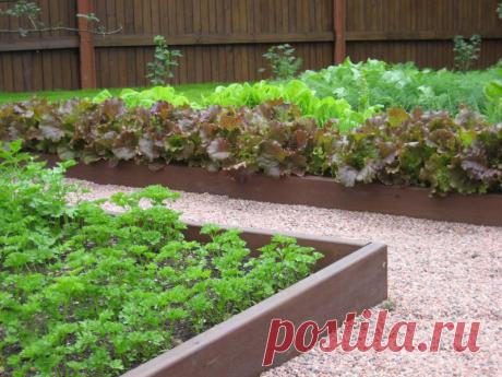 Грядки: от задуманного до воплощения | Болтай