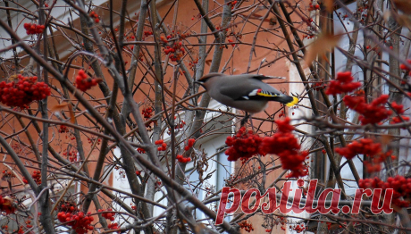 Свиристель на рябине