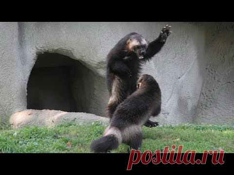 Северный братишка медоеда - РОСОМАХА В ДЕЛЕ! Росомаха против собак, волков, пумы и даже медведя!