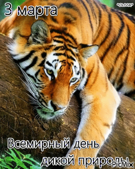 С днем дикой природы
Я вас поздравляю,
Красивых лесов
И лугов вам желаю.