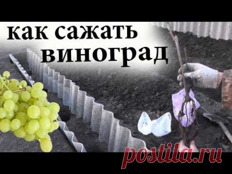 Как сажать виноград или высадка черенков и саженцев винограда в грунт