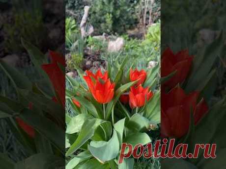Тюльпаны! Зацветут тюльпаны, посаженные с осени!