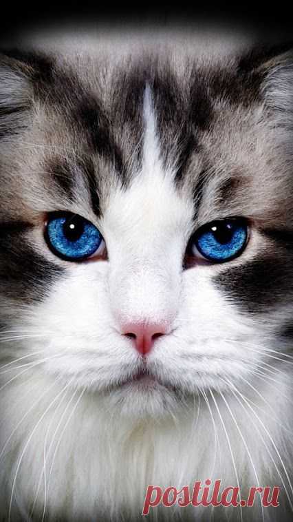 (8) Pinterest