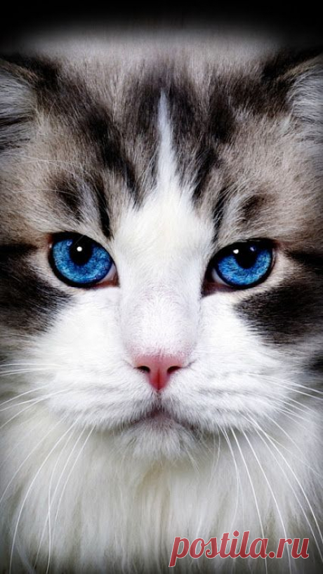 (8) Pinterest