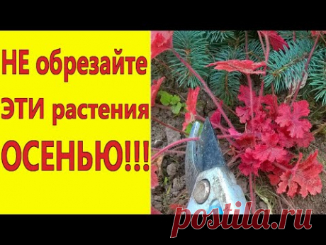 МНОГОЛЕТНИКИ и КУСТАРНИКИ,которые НЕЛЬЗЯ ОБРЕЗАТЬ на зиму/Какие растения нельзя обрезать осенью. - YouTube