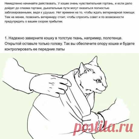 Как спасти своего питомца до приезда ветеринара