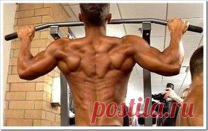 Мышцы спины – состав каменной стены &laquo;  Будь Здоров