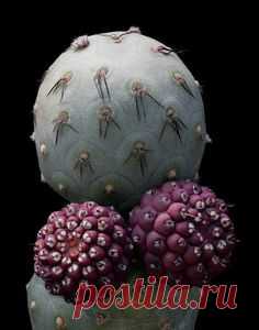 Tephrocactus geometricus