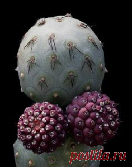 Tephrocactus geometricus