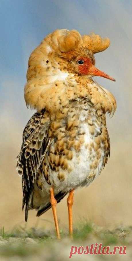 AVES... PAJAROS... INSECTOS... ANIMALES EN LA NATURALEZA! | Página 10